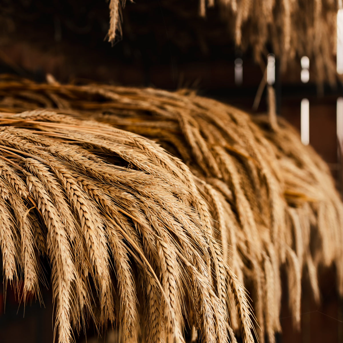 Dried Rye Bundles – KCW Flower Farm